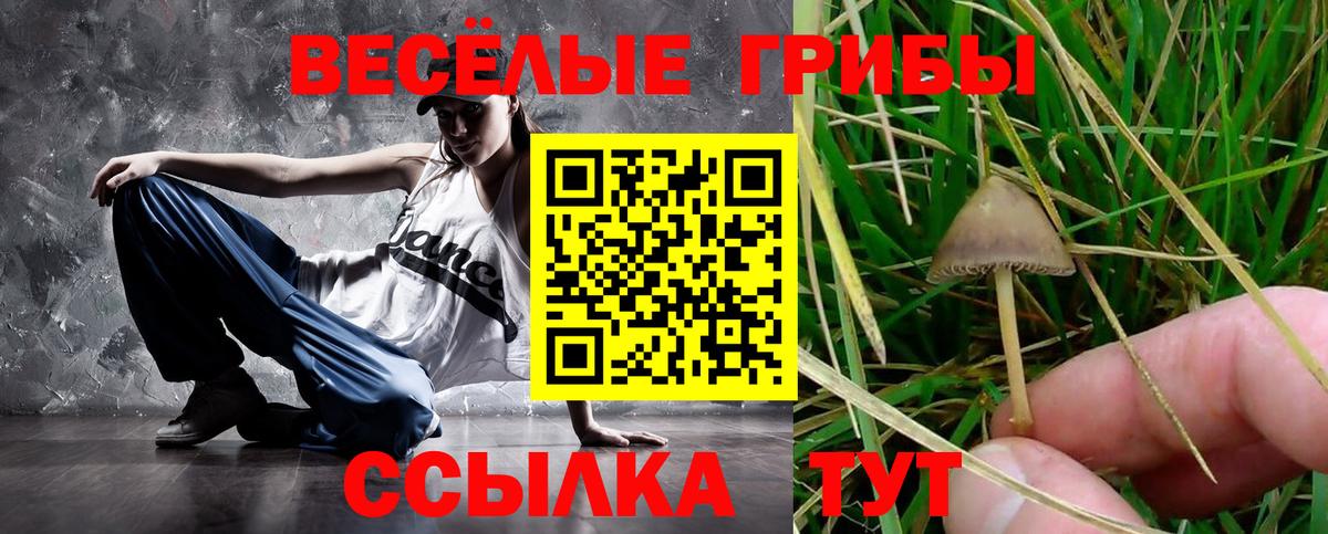 Псилоцибиновые грибы Psilocybe Нижнекамск