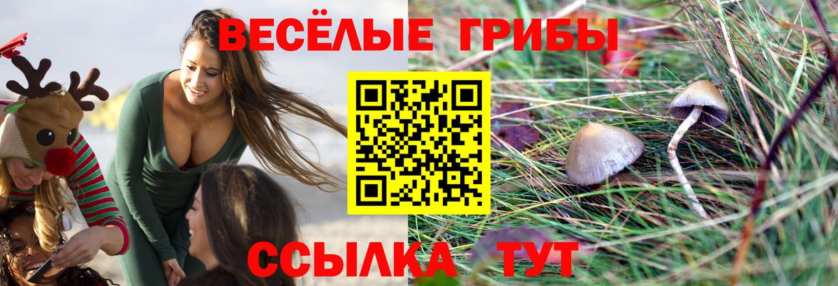 Псилоцибиновые грибы MAGIC MUSHROOMS  где купить наркотик  Вход с VPN  Нижнекамск  Галлюциногенные грибы прущие грибы 